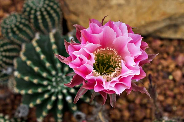 Closeup Pink Bud Flower Cactus Echinopsis Hybrid Trichopsis Desert Plants — Stock Photo, Image