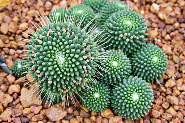 Közeli Kaktusz Sivatagi Növény Mammillaria Carnea — Stock Fotó