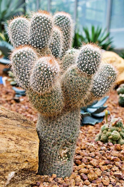 Mammillaria Geminispina Twin Spined Cactus Cactacceae Nipple Cactus — стокове фото