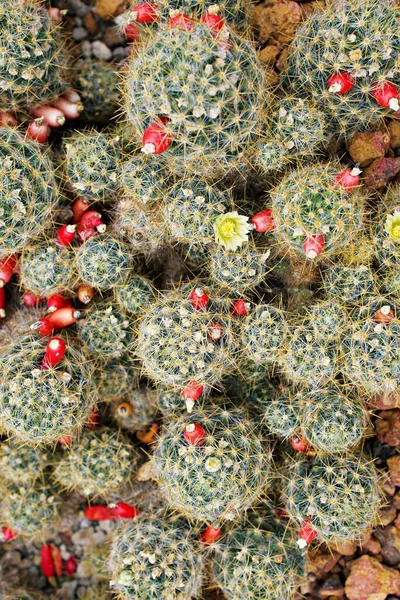Makrokaktus Mammillaria Prolifera Texas Bröstvårta Ökenväxter Med Mjukt Selektivt Fokus — Stockfoto