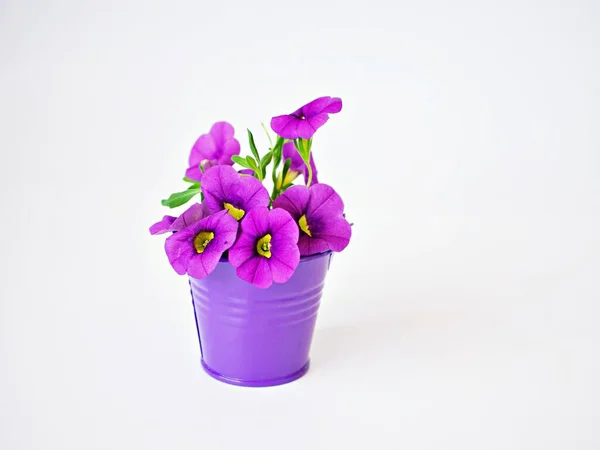 Violet-purple flowers in purple pot basket isolated on white background ,Calibrachoa petunia Million bells ,Trailing petunia ,Superbells ,seashore smaller flowers ,Solanaceae blooming in summer