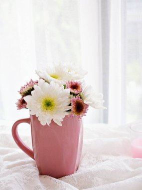 Süslü kumaş dantel üzerinde beyaz pembe çiçekler, pencere yumuşak arka plan konsepti. Duvar kağıdı için romantik fotokopi alanı. Chrysanthemum morifolium Daisy Hardy düğün kartı.