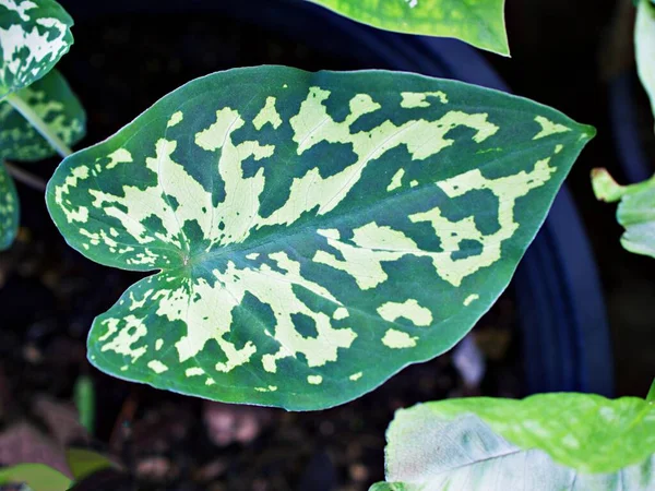 Closeup Πολύχρωμο Φύλλο Kuchu Ινδική Caladium Δίχρωμο Τριαντάφυλλο Φυτό Αυτί — Φωτογραφία Αρχείου