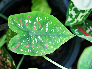 Kapalı renkli Kuchu yaprağı Hint Caladium iki renkli gül, fil kulağı, İsa 'nın kalbi, açı kanatları, üç renkli yapraklar Araceae, tropikal, kaladyum taro yaprakları, beyaz kırmızı noktalar, Splendens kırmızı taro 