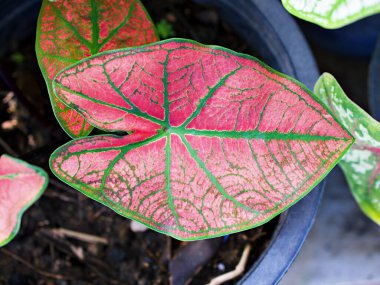 Kapalı renkli Kuchu yaprağı Hint Caladium iki renkli gül, fil kulağı, İsa 'nın kalbi, açı kanatları, üç renkli yapraklar Araceae, tropikal, kaladyum taro yaprakları, beyaz kırmızı noktalar, Splendens kırmızı taro 