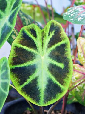 Kapalı renkli yaprak Remusatia fahişe Vivipara Caladium bitkisi, fil kulağı, İsa 'nın kalbi, açı kanatları, Araceae, tropikal