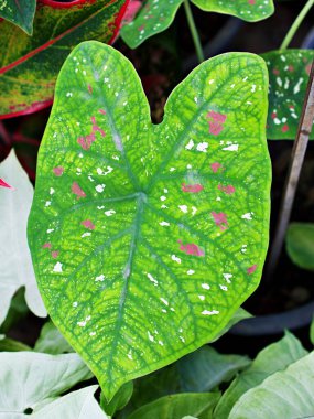 Kapalı renkli Kuchu yaprağı Hint Caladium iki renkli gül, fil kulağı, İsa 'nın kalbi, açı kanatları, üç renkli yapraklar Araceae, tropikal, kaladyum taro yaprakları, beyaz kırmızı noktalar, Splendens kırmızı taro 