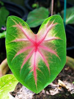 Kapalı renkli Kuchu yaprağı Hint Caladium iki renkli gül, fil kulağı, İsa 'nın kalbi, açı kanatları, üç renkli yapraklar Araceae, tropikal, kaladyum taro yaprakları, beyaz kırmızı noktalar, Splendens kırmızı taro 