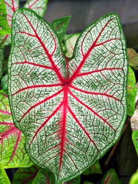 Kapalı renkli beyaz kraliçe yaprağı Caladium bicolor bitki, fil kulağı, İsa 'nın kalbi, açı kanatları, Araceae, tropikal, kalp şeklinde yaprak
