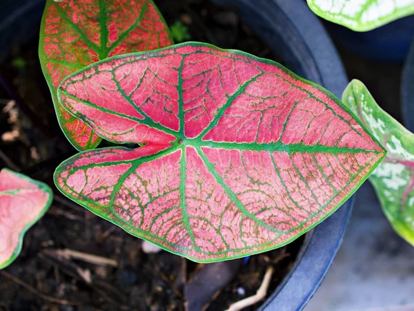 Daun Kuchu Yang Berwarna Warni Tumbuhan Mawar Caladium Bicolor India — Stok Foto
