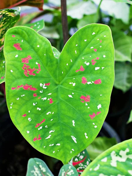 カラフルなクチュウの葉を閉じますインドのカラジウム二色のバラの植物 象の耳 イエスの心 角度翼 三色の葉草 カラジウムタロイモの葉 白い赤い点 スプレンダー赤いタロイモ — ストック写真