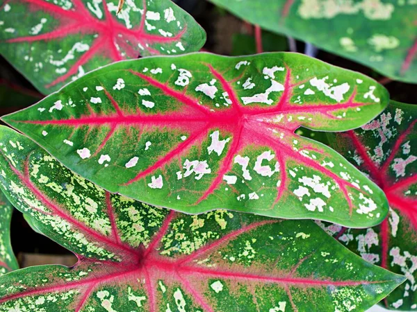 Närbild Färgglada Blad Caladium Bicolor Växt Elefant Öra Hjärta Jesus — Stockfoto