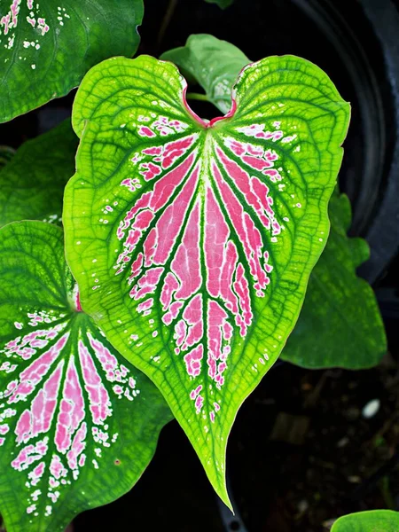 Closeup Colorful Leaf Caladium Plant Elephant Ear Heart Jesus Angle — Stock Photo, Image