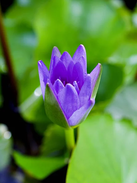 Lírio Violeta Roxo Nymphaea Nouchali Var Caerulea Plantas Lótus Egípcias — Fotografia de Stock