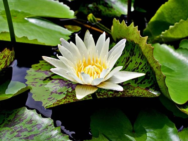 White Yellow Flower Water Lily Nymphaea Nouchali Var Caerulea Egyptian — 스톡 사진