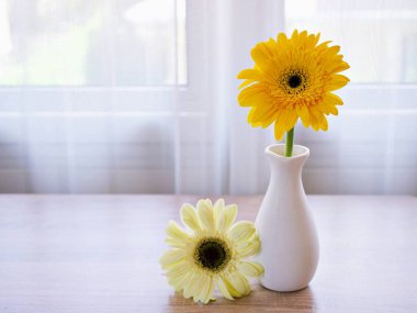 Masadaki vazoda güzel Gerbera jamesonii papatya çiçeği, metin için Barberton Transvaal papatya kopya alanı ya da ahşap masa lambası arka planında seramik çiçek veya kutlayan duvar kağıdı