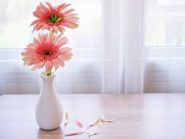 Masadaki vazoda güzel pembe Gerbera Jamesonii papatya çiçeği, Barberton Transvaal papatya kopya alanı ahşap masa masasının üzerinde seramik harflerle yazılmış çiçek arkaplan ışığı kutlaması için.
