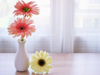 Masadaki vazoda güzel pembe Gerbera Jamesonii papatya çiçeği, Barberton Transvaal papatya kopya alanı ahşap masa masasının üzerinde seramik harflerle yazılmış çiçek arkaplan ışığı kutlaması için.
