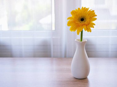 Masadaki vazoda güzel Gerbera jamesonii papatya çiçeği, metin için Barberton Transvaal papatya kopya alanı ya da ahşap masa lambası arka planında seramik çiçek veya kutlayan duvar kağıdı