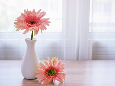 Masadaki vazoda güzel pembe Gerbera Jamesonii papatya çiçeği, Barberton Transvaal papatya kopya alanı ahşap masa masasının üzerinde seramik harflerle yazılmış çiçek arkaplan ışığı kutlaması için.