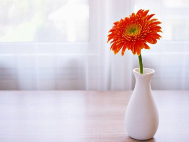 Masadaki vazoda güzel Gerbera jamesonii papatya çiçeği, metin için Barberton Transvaal papatya kopya alanı ya da ahşap masa lambası arka planında seramik çiçek veya kutlayan duvar kağıdı