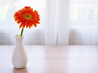 Masadaki vazoda güzel Gerbera jamesonii papatya çiçeği, metin için Barberton Transvaal papatya kopya alanı ya da ahşap masa lambası arka planında seramik çiçek veya kutlayan duvar kağıdı