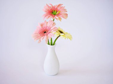 Güzel pembe Gerbera Jamesonii masadaki vazoda papatya çiçeği, Barberton Transvaal papatya kopya alanı tahta masa masasının üzerinde seramik harflerle yazılmış çiçek arkaplan ışığı kutlaması, Daisy beyaz arka planda izole edilmiş.
