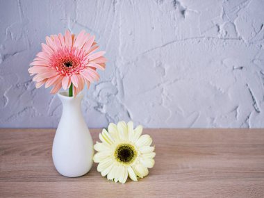 Masadaki vazoda güzel pembe Gerbera jamesonii papatya çiçeği, Barberton Transvaal papatya kopya alanı tahta masa desenli çimento duvar kağıdı seramik çiçek, ürün arka planı 