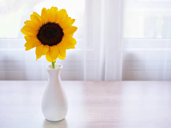 Masada beyaz vazodaki güneş çiçeği, güzel sarı ayçiçeği fotokopi alanı olan beyaz vazo ya da seramik çiçekli tahta masa, pencere ışığı arka planı ya da kutlama kartı 