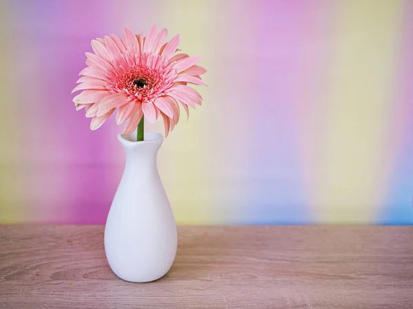 Beautiful Pink Gerbera Jamesonii Daisy Flower Vase Table Barberton Transvaal — Stock Photo, Image