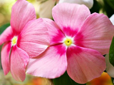 Pink flower Periwinkle Madagascar ,Catharanthus roseus ,bright eyes ,Cape periwinkle ,graveyard plant ,old maid ,rose periwinkle ,annual vinca multiflora ,Apocynaceae flowering plants, medicinal herb