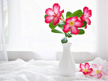Red pink flower in vase on table ,pink flower desert rose Adenium obesum ,mock azalea ,impala lily ,sabi star ,arabicum ,Apocynaceae white curtain light background, white embroidered cloth copy space