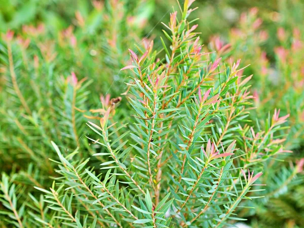 Foliage Coniferous Pink Ellwood Gold Leaf Chamaecyparis Lawsoniana Fragrant Pine — Stockfoto