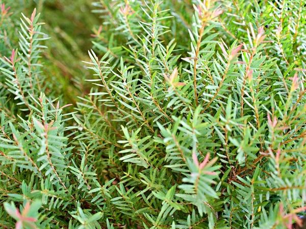 Foliage Coniferous Pink Ellwood Gold Leaf Chamaecyparis Lawsoniana Fragrant Pine — Stock Fotó