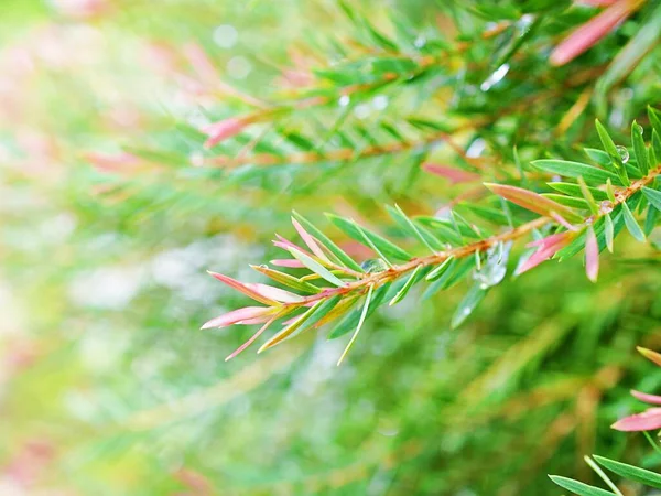 Foliage Coniferous Pink Ellwood Gold Leaf Chamaecyparis Lawsoniana Fragrant Pine — стоковое фото