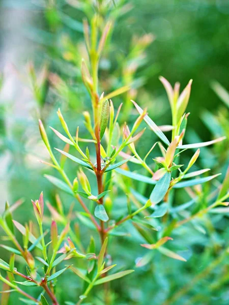 Foliage Coniferous Pink Ellwood Gold Leaf Chamaecyparis Lawsoniana Fragrant Pine — Fotografia de Stock