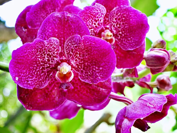 Purple Orchid Flower Blue Vanda Coerulea Orchid Plant Blue Orchid — Stock fotografie