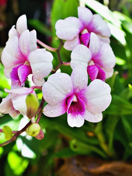White Purple Flower Orchids Cooktown Dendrobium Bigibbum Mauve Butterfly Orchid — 스톡 사진