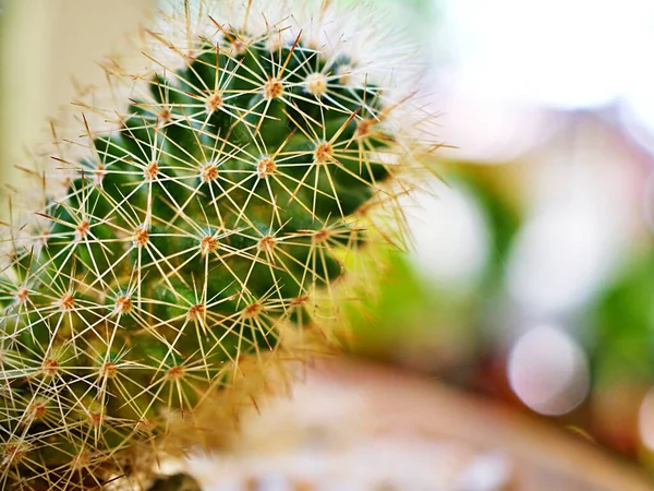 Closeup Cactus Plants Echinocactus Grusonii Golden Barrel Mammillaria Desert Plants — ストック写真