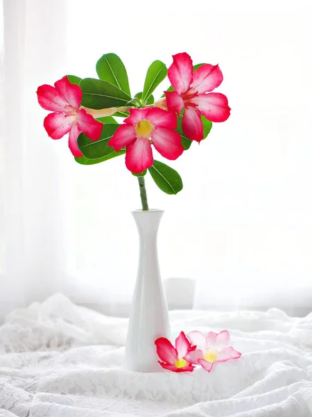 Red pink flower in vase on table ,pink flower desert rose Adenium obesum ,mock azalea ,impala lily ,sabi star ,arabicum ,Apocynaceae white curtain light background, white embroidered cloth copy space