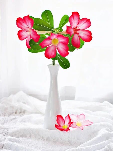Red pink flower in vase on table ,pink flower desert rose Adenium obesum ,mock azalea ,impala lily ,sabi star ,arabicum ,Apocynaceae white curtain light background, white embroidered cloth copy space