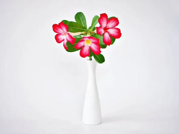 Red pink flower in vase isolated ,pink flower desert rose Adenium obesum ,mock azalea ,impala lily ,sabi star ,arabicum ,Apocynaceae white curtain light background, white embroidered cloth copy space