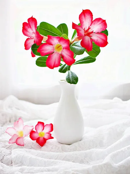 Red pink flower in vase on table ,pink flower desert rose Adenium obesum ,mock azalea ,impala lily ,sabi star ,arabicum ,Apocynaceae white curtain light background, white embroidered cloth copy space