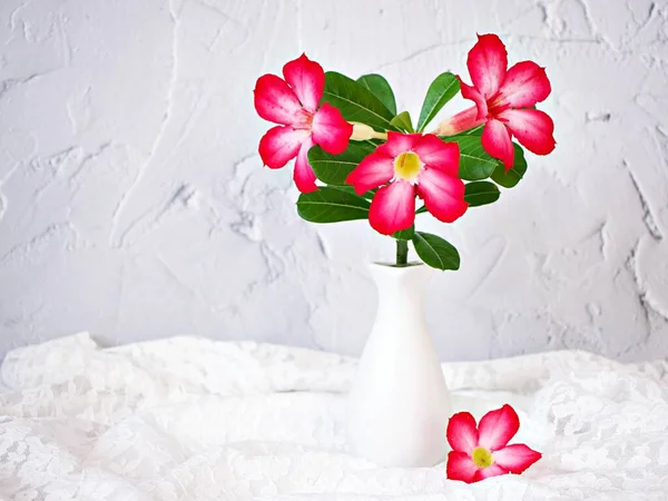 Red pink flower in vase on table ,pink flower desert rose Adenium obesum ,mock azalea ,impala lily ,sabi star ,arabicum ,Apocynaceae with white cement texture background and white embroidered cloth