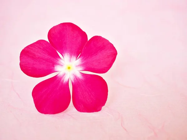 Gently pink flower Periwinkle Madagascar ,Catharanthus roseus flowering plants isolated on white background,soft selective focus ,delicate dreamy of beauty of nature and blurred background ,copy space for letter ,love card Valentine's day ,mother day