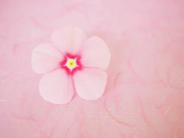 Gently pink flower Periwinkle Madagascar ,Catharanthus roseus flowering plants isolated on white background,soft selective focus ,delicate dreamy of beauty of nature and blurred background ,copy space for letter ,love card Valentine\'s day ,mother day