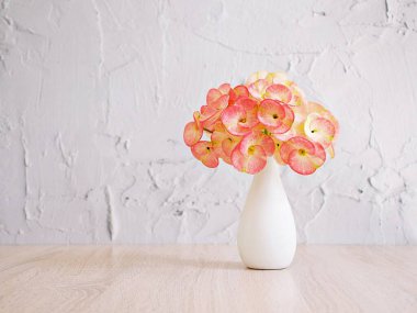 Masada saksıda çiçek buketi, dikenli taç koyu pembe, İsa bitkisi, Euphoria Milii, İsa dikenleri, Euphorbia, dev Tayland kırmızısı, Euphorbiaceae geroldii uzayı yazı ve harfler için güzel arka plan