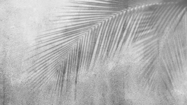 棕榈叶在水泥上的阴影黑白相间 面色苍白 带空闲空间的结构深色混凝土展示台上的椰子轮廓 热带旅游度假夏季自然概念的新设计 — 图库照片