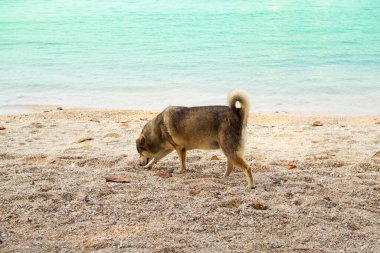 Kıyıdaki kumsalda mavi deniz doğasıyla yürüyen şişman bir köpek. Turistler tatillerde tatil seyahatlerini gevşetiyor. Okyanus manzaralı bir hayvan..