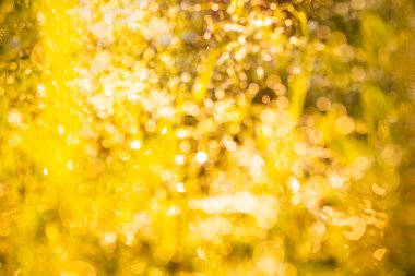 Parlak altın efekti, doğanın arka planında ışık saçar. Soyut çözülmüş bulanık daireler parıldıyor. Mutlu yıllar, mutlu noeller parti partisi konsepti.